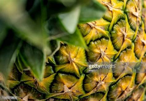 Pineapple High Res Stock Photo Getty Images