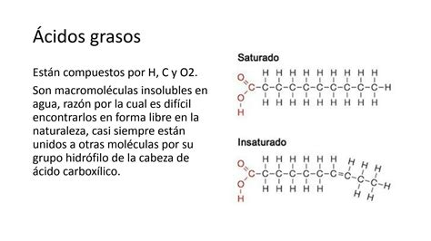 SOLUTION Clase 7 Digesti N Absorci N Y Metabolismo De Macro 3 Pptx