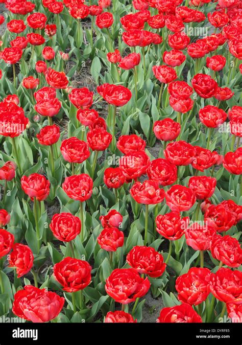 Tulip Fields In Holland Stock Photo Alamy