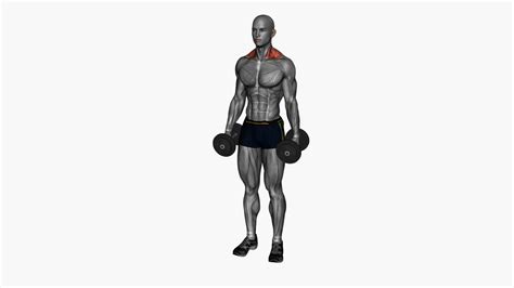 Mastering Dumbbell Shrugs: Your Ultimate Guide for Beginners - 1000 ...