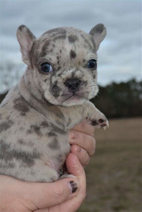 Cowboy 7 Week Old Lilac Merle Male Frenchie Frenchieforsale