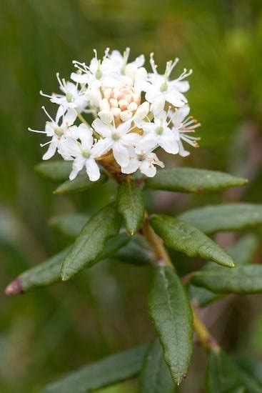 Newfoundland Nature Cup Of Labrador Tea