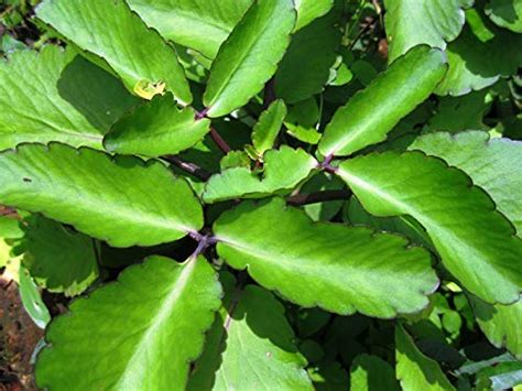 Panfutibryophyllum Pinnatummiracle Leaf Plantpatharchatta Kidney