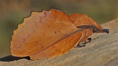 mimetizza alla perfezione il bombice foglia  quercia  fa