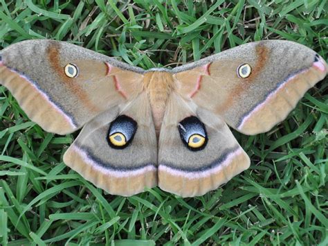 Polyphemus Moth – Identification, Life Cycle, Facts & Pictures