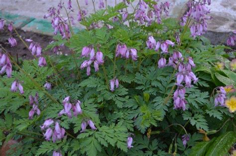 Дицентра (50 фото) - виды, правильный уход и посадка