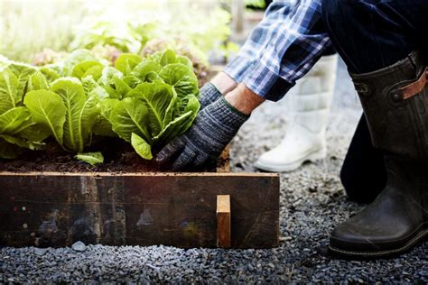 Orti Urbani E Frutteti Solidali Cosa Sono E Quali Benefici Offrono