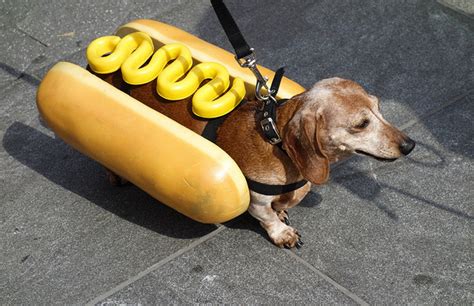 15 Dachshunds Dressed As Hot Dogs