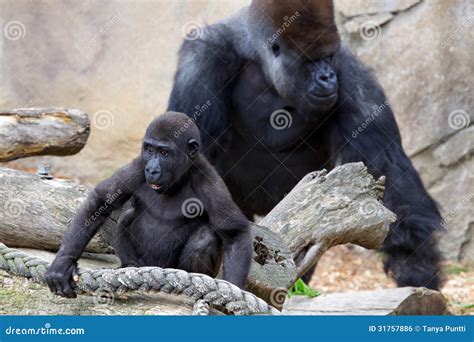 Baby Gorilla and Silverback Stock Photo - Image of herbivore, group ...