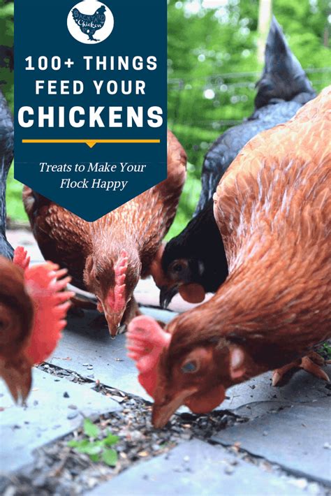 What Can Chickens Eat 100 Favorite Chicken Foods On Our List