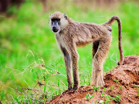 Baboon monkey in African bush | High-Quality Animal Stock Photos ...