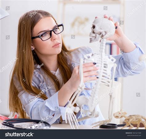 Student Sitting Classroom Studying Skeleton Stock Photo 1961621509 ...