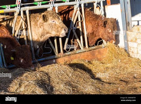 Beef Cattle Feeding On Silage Grass County Donegal Ireland Stock