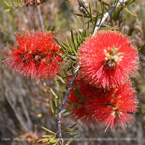 Scarlet Bottlebrush | PlantAddicts.com