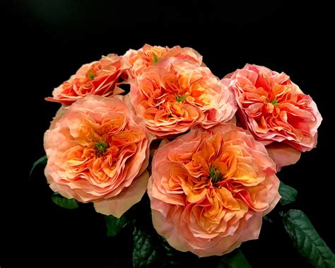 Кенсингтон гарденс роза - фото и картинки: 47 штук