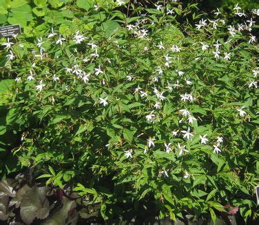 Gillenia Porteranthus Trifoliata Bowman S Root From Pleasant Run Nursery