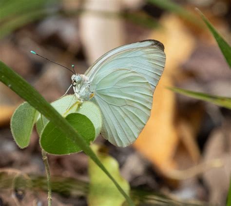 Sighting 1351956 Butterflies And Moths Of North America