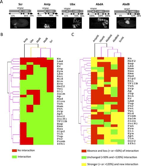 Figures And Data In Inhibitory Activities Of Short Linear Motifs