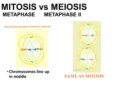 Metaphase 1 Of Meiosis Vs Metaphase Of Mitosis