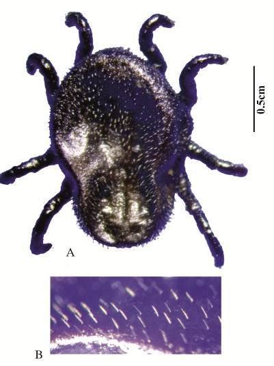 Otobius Megnini Collected From Iran Famenin County A Nymph Dorsal