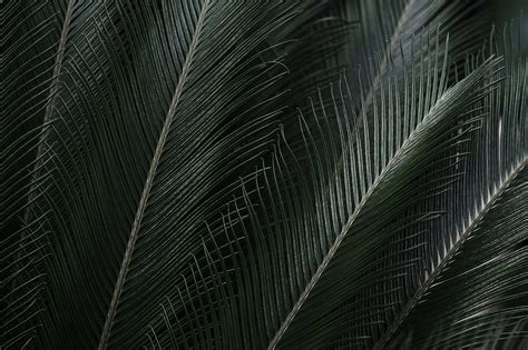 Tropical Leaves Free Background Free Stock Photo | picjumbo