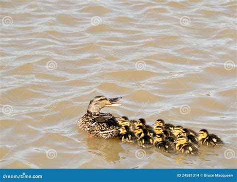 Mallard Ducklings stock photo. Image of birdwatching - 24581314