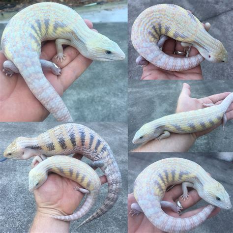 10 Unique Blue Tongue Skink Morphs That Will Leave You Speechless