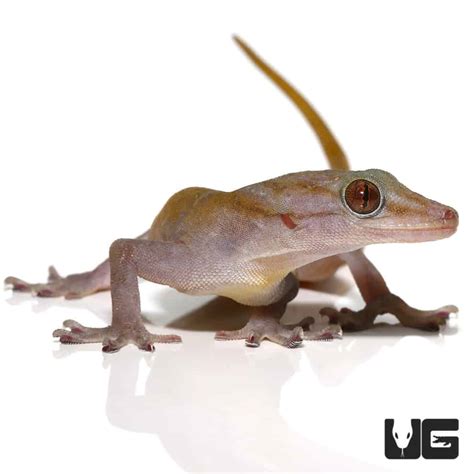 Golden Geckos For Sale - Underground Reptiles