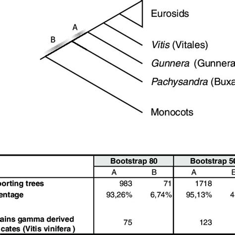 Hypothetical Tree Topologies And Overview Of Gene Trees Consistent With Download Scientific