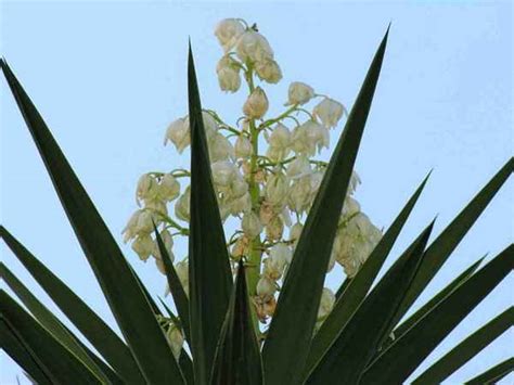 Flor De Izote La Flor Nacional De El Salvador Elsv