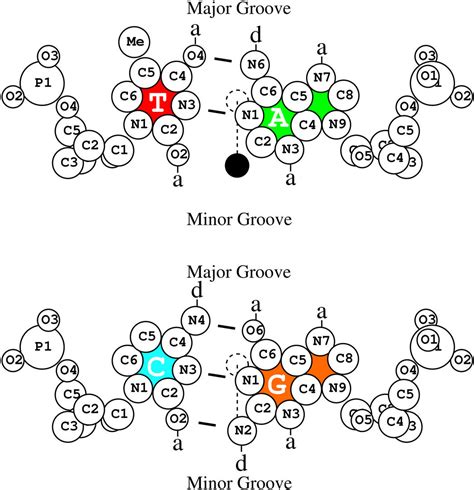 Numbered DNA Base Pairs