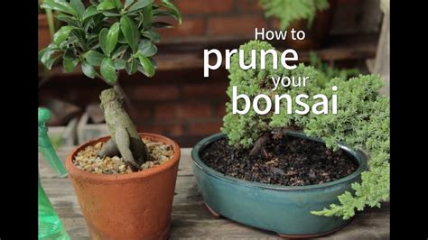 Bonsai Basics How To Prune Your Bonsai Youtube