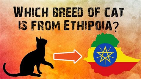 A Cat Breed From Ethiopia Youtube