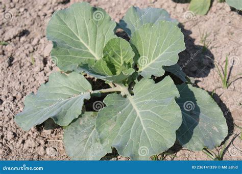 Green Colored Cauliflower Farm On Field Stock Image Image Of Holding