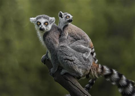 Ring tailed lemur 2611335 Stock Photo at Vecteezy