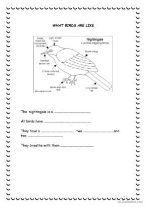 Birds English Esl Worksheets Pdf Doc