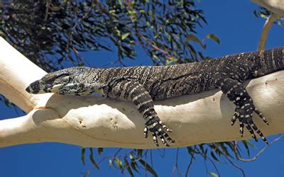 Goanna | Australian Monitor Lizard | Perentie | Australian Goanna