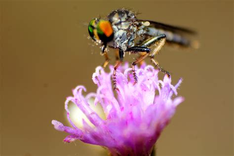 Hintergrundbilder Natur Park Makro Ringe Kanon Pollen Erdkunde