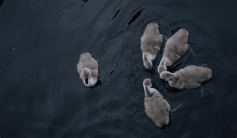 Graceful and Adorable - 6 Baby Swan Facts You Should Know - Animal Corner