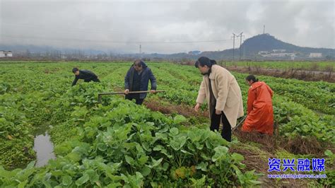 农技专家临田指导 夯实油菜丰收根基资兴要闻资兴新闻网