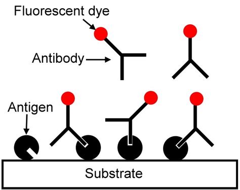 1 Assay Principle Immobilization Of Antigen Protein And