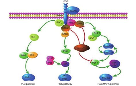 Fgffgfr Signaling Pathways Download Scientific Diagram