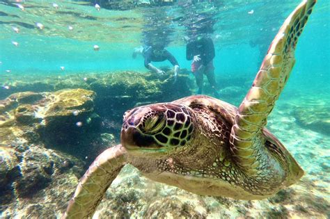 apo island join  snorkeling  sightseeing   dumaguete klook