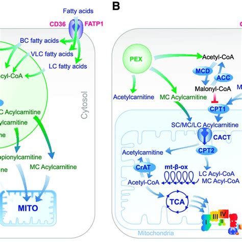 Generalized model of acylcarnitine synthesis, transport and metabolism ...