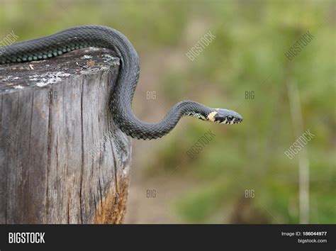 Harmless Snakes Woods Image & Photo (Free Trial) | Bigstock