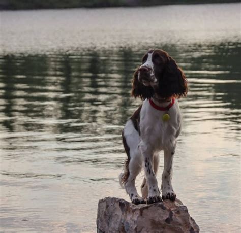 15 Pros And Cons Of Owning English Springer Spaniels