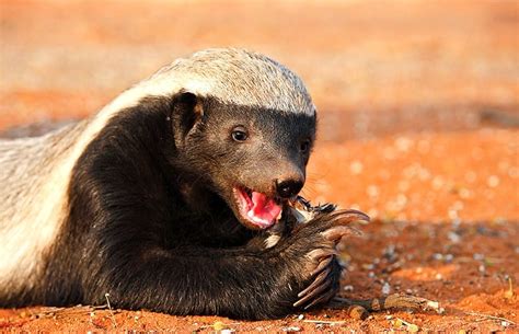 Honey Badger | Kruger Park - African Wildlife