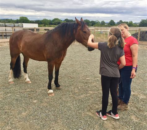 Freedom Equine Centre