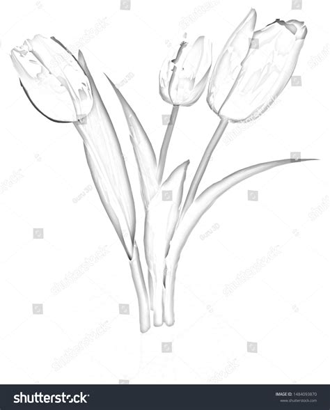 Tulip Flower Pencil Drawing 3d Illustration Stock Illustration ...