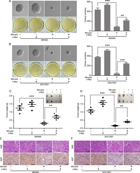 Morusin Inhibits Tumor Growth By Down Regulating C Myc Expression In Download Scientific